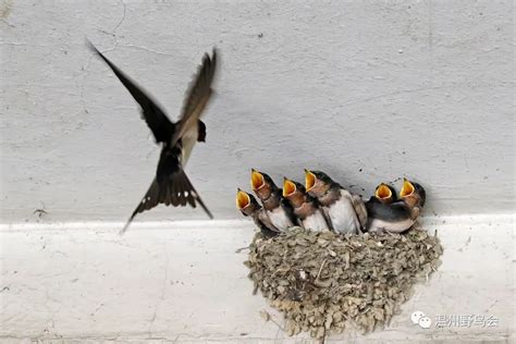 觀音在哪裡 燕子在家筑巢好吗